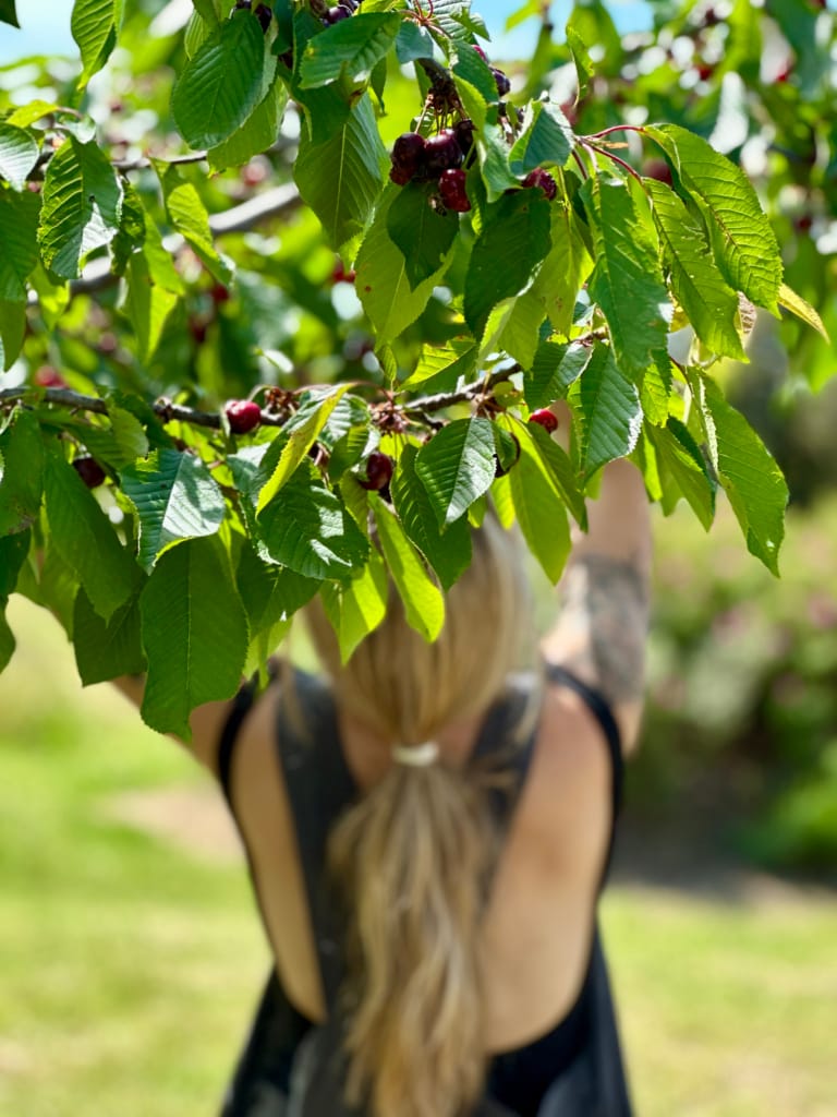 Eine blonde Frau unter einem Kirschbaum, umgeben von Natur.