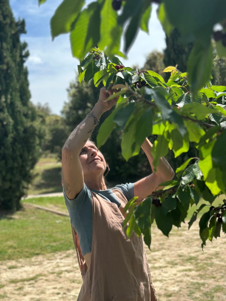 Eine Frau pflückt Kirschen von einem sonnigen Baum inmitten eines grünen Gartens.
