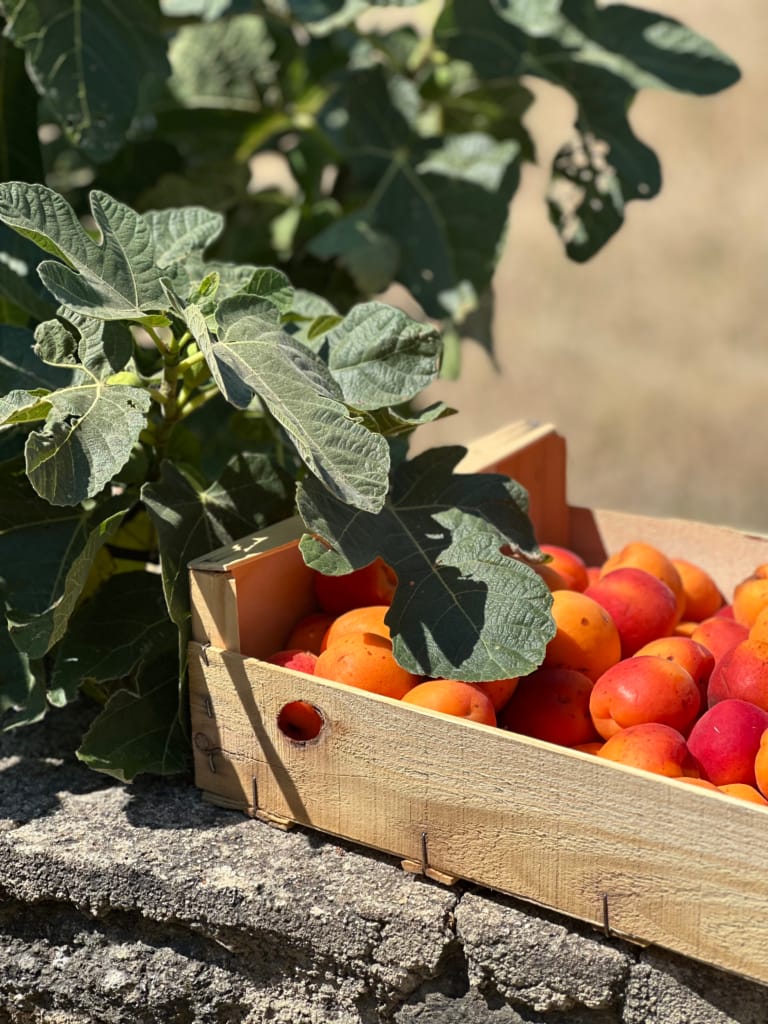Une caisse en bois remplie d'abricots mûrs posée sur un muret de pierre sous des feuilles de figuier.